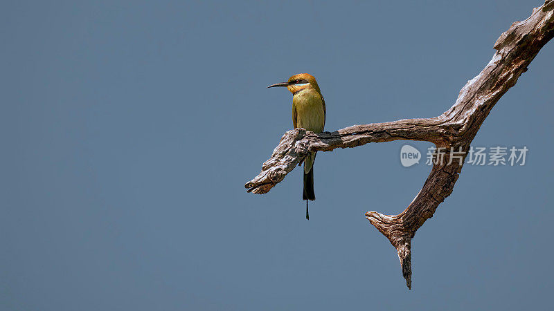 彩虹食蜂鸟(Merops ornatus)